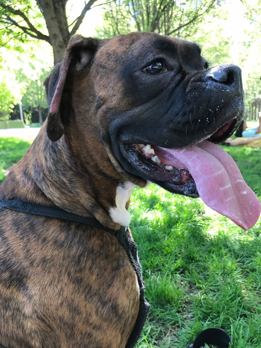 Boxer tigrado de língua de fora, à sombra de uma árvore num parque