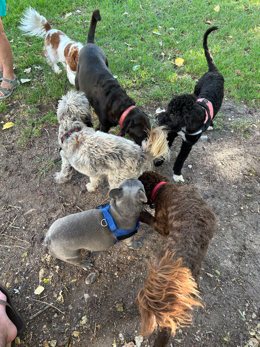 Vários cães a cheirar-se uns aos outros durante um passeio em grupo