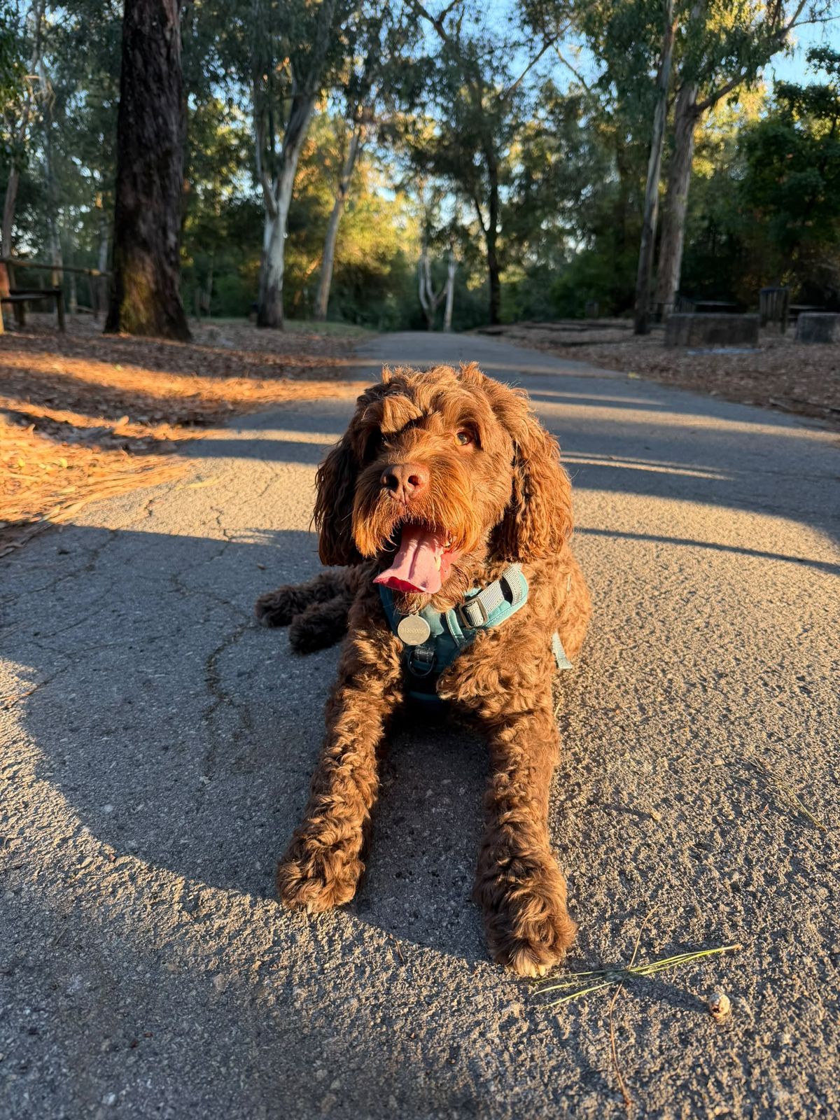Cão de água português castanho deitado num caminho de parque ao fim da tarde