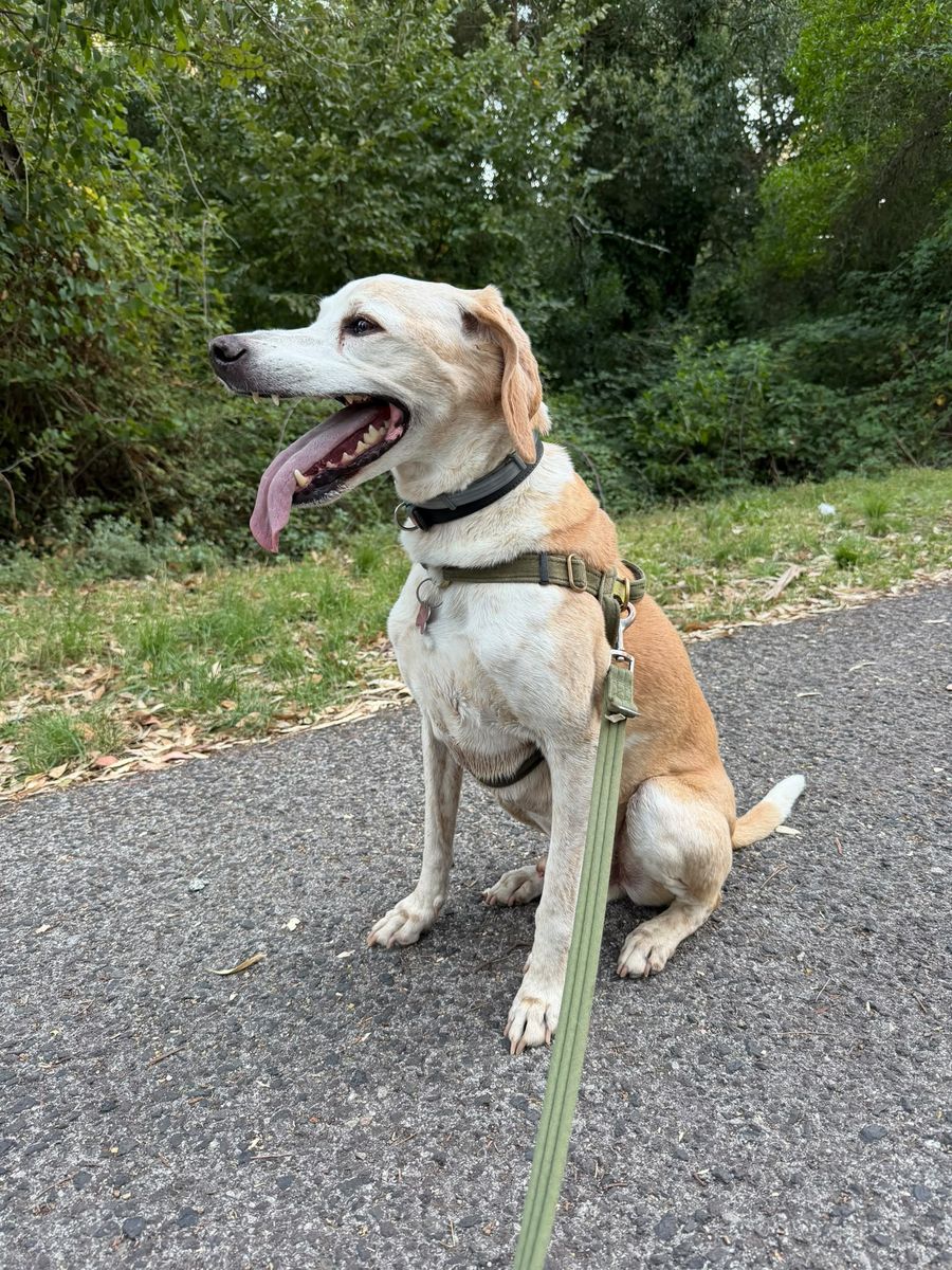 Cão creme sentado num caminho de terra, rodeado de vegetação
