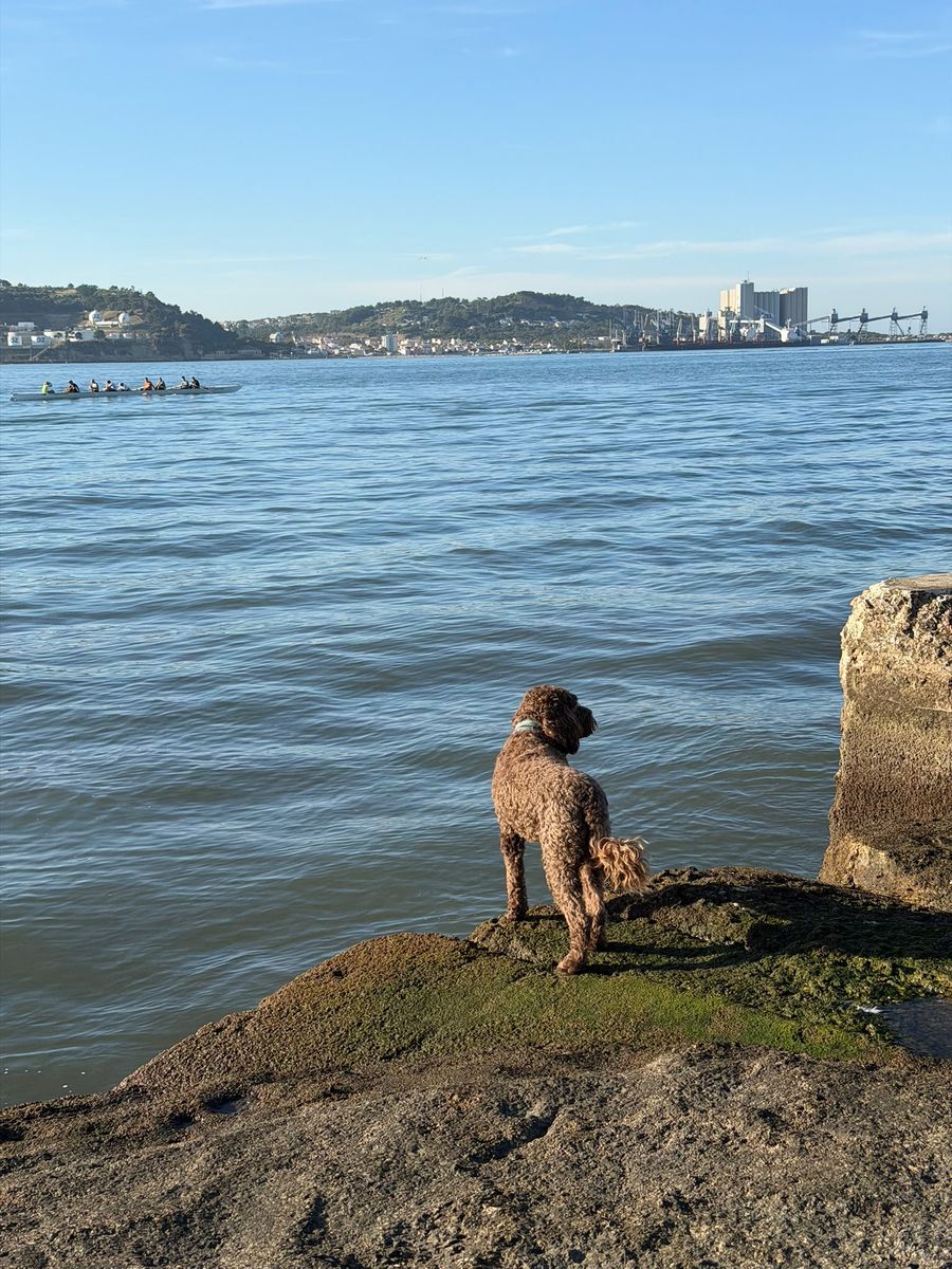 Cão de água português castanho numa rocha a olhar para o Tejo